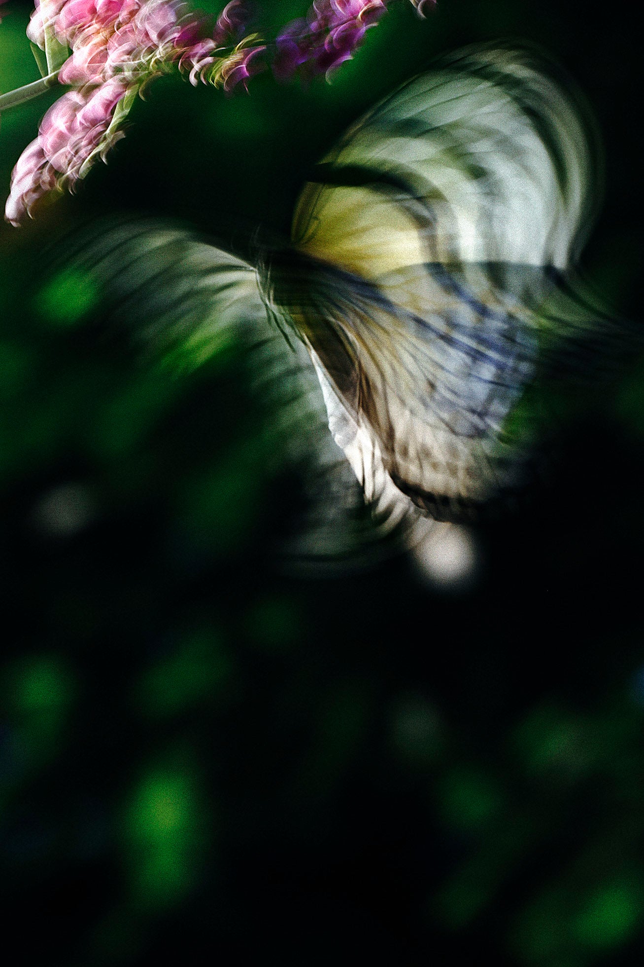 山上新平 作品集 「KANON」 山上新平｜KANON | 曲線