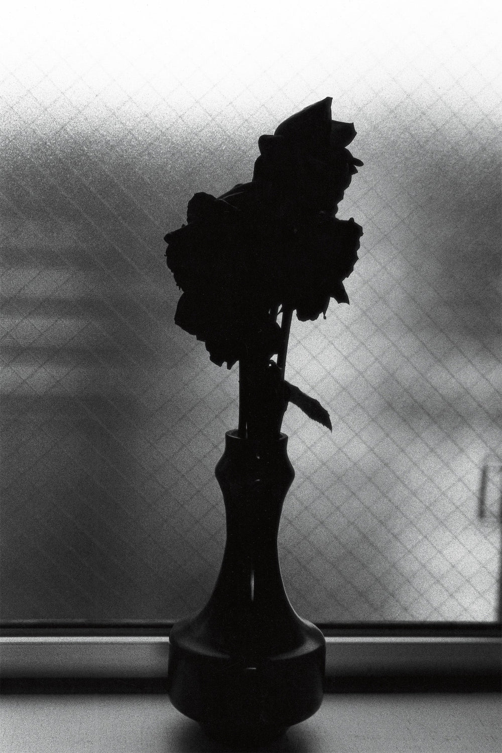 野村佐紀子写真展 Lirio