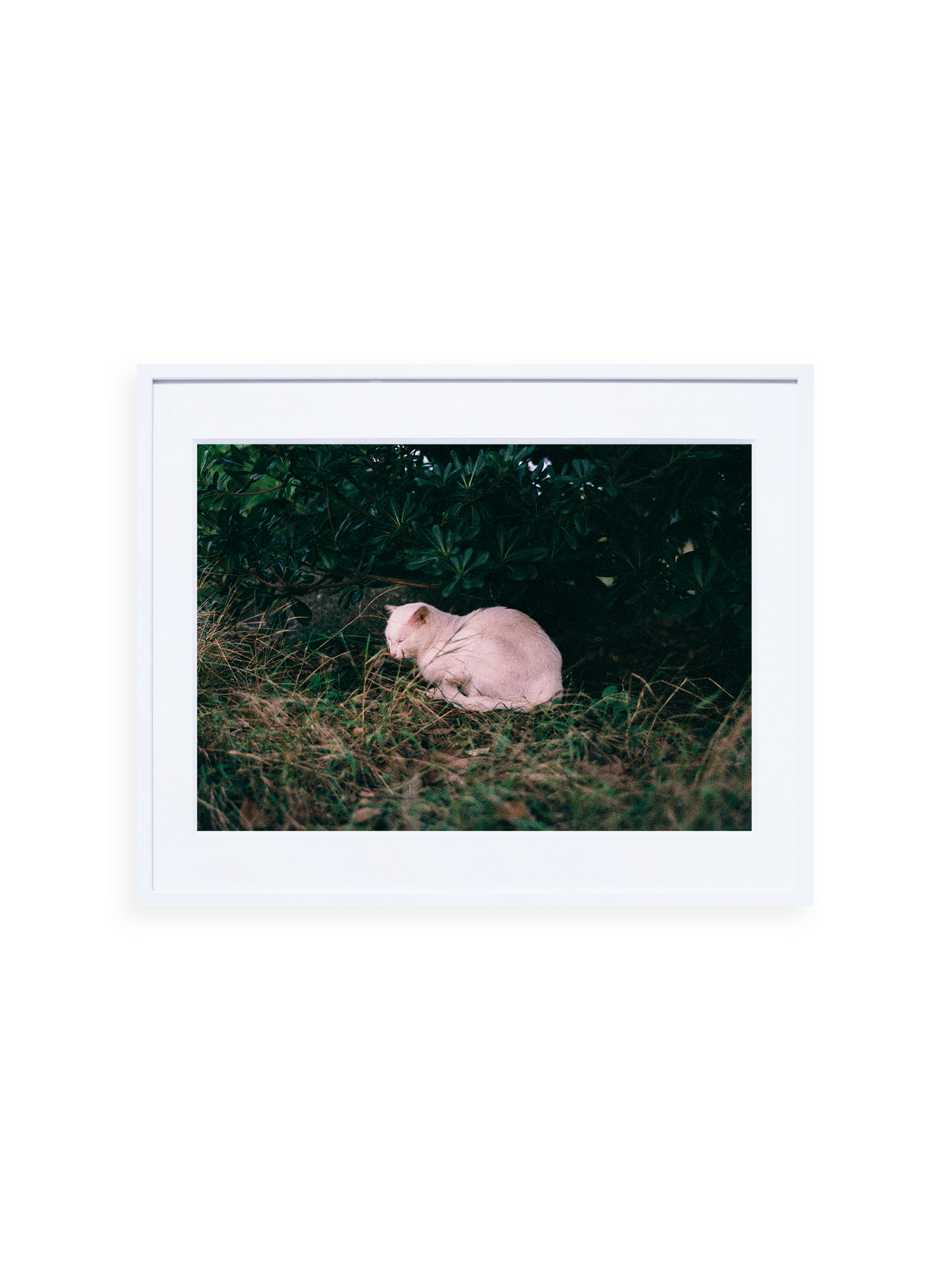 ー・・ Print J [SIGNED / FRAMED]