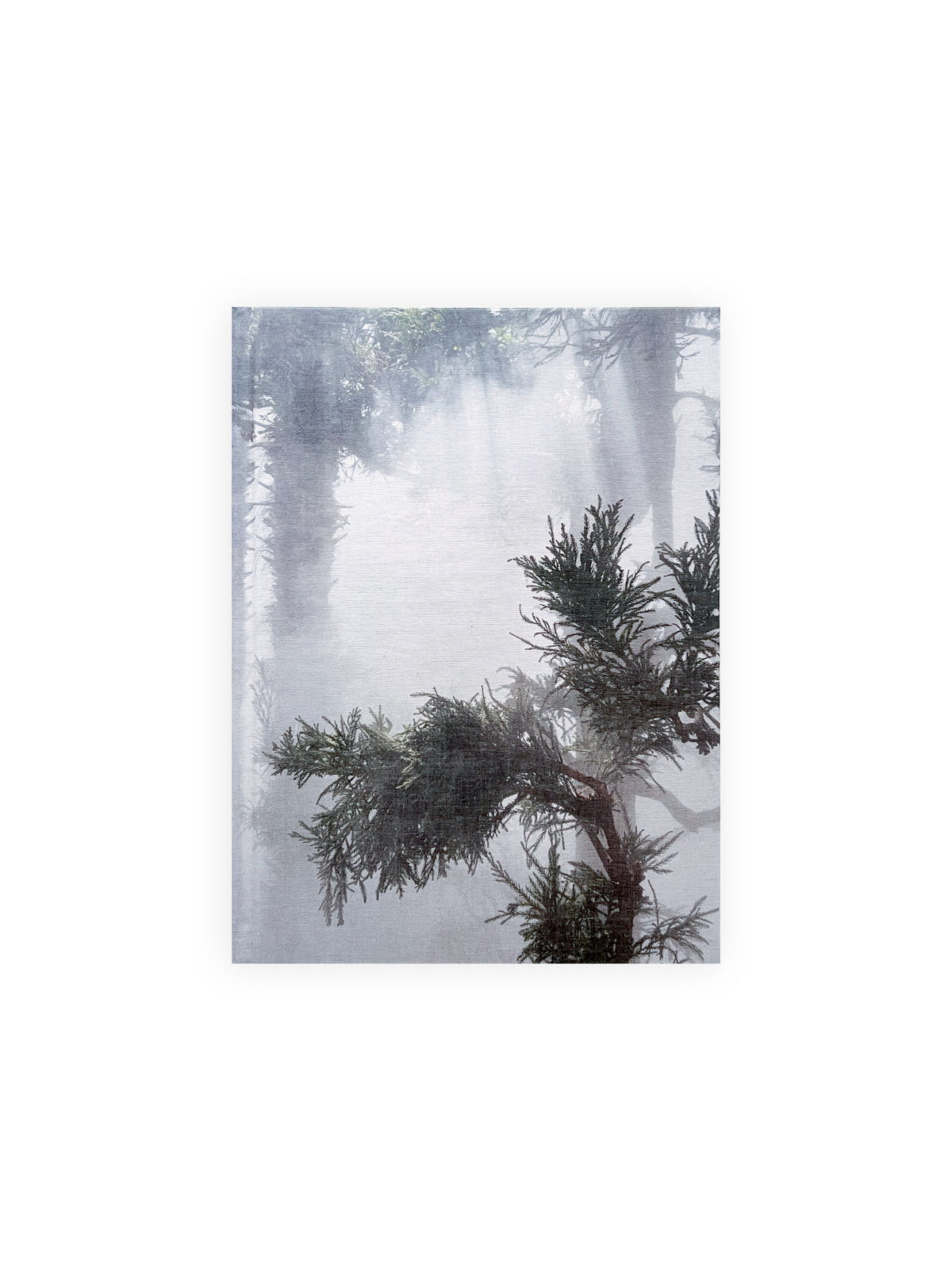 Cura's Garden / Ben Thorp Brown