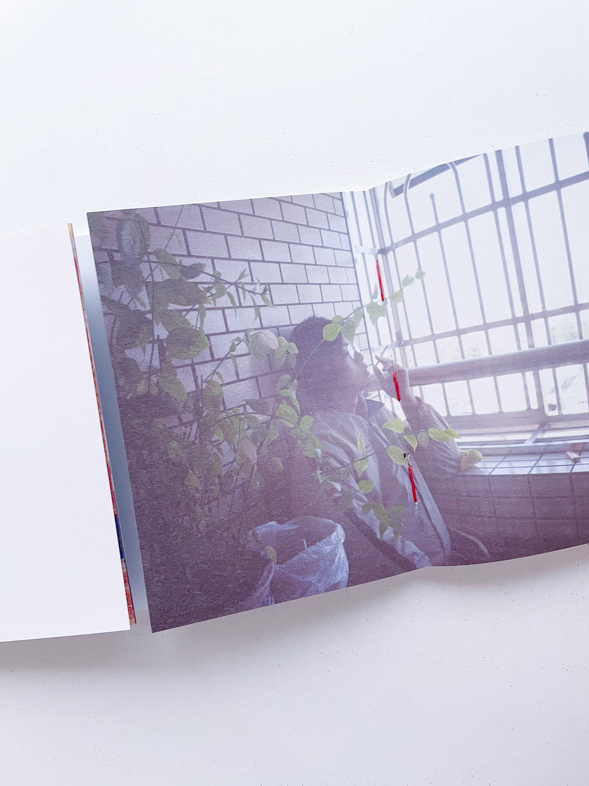 本是同根生 Born from the Same Root / 蔡定邦 Tsai Ting Bang [SIGNED]