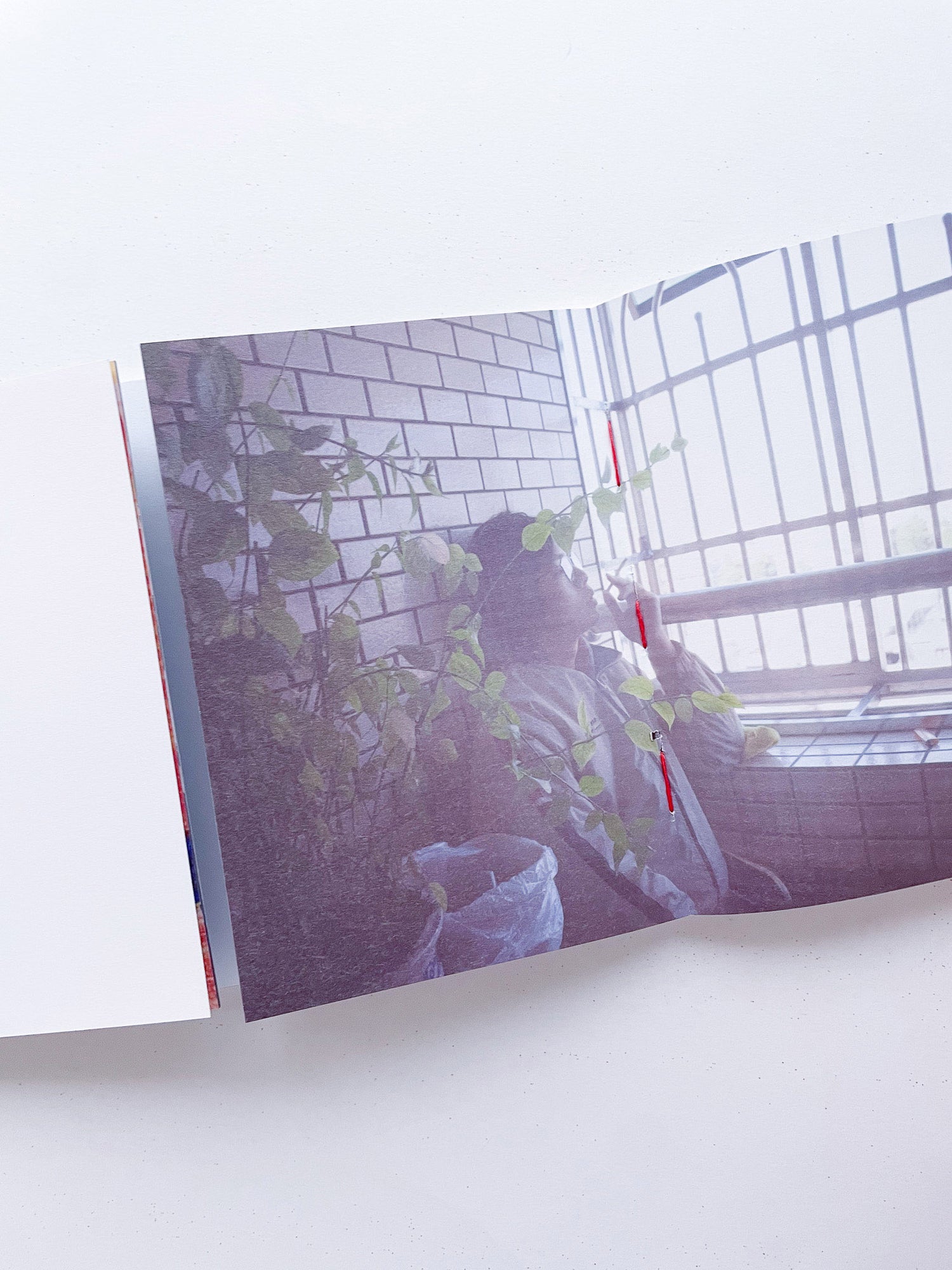 本是同根生 Born from the Same Root / 蔡定邦 Tsai Ting Bang [SIGNED]