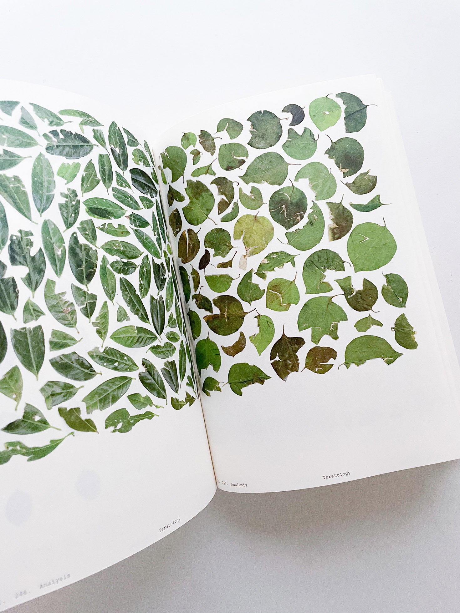Book of Plants (Second Edition) / Anne Geene - 本屋青旗 Ao-Hata