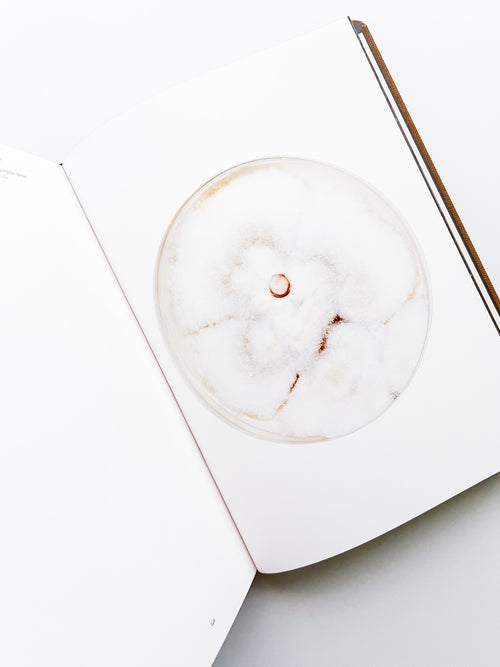 Fungi / Nicolai Howalt