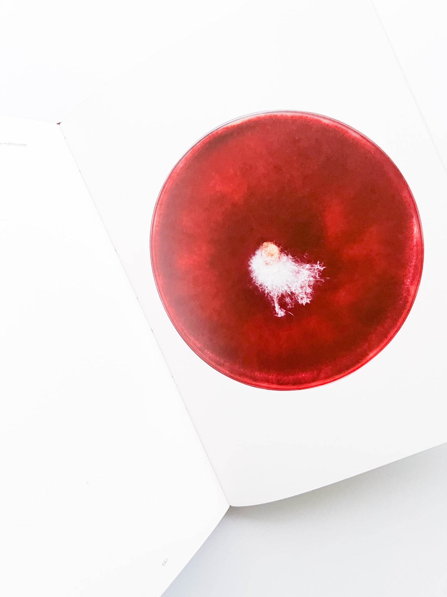 Fungi / Nicolai Howalt