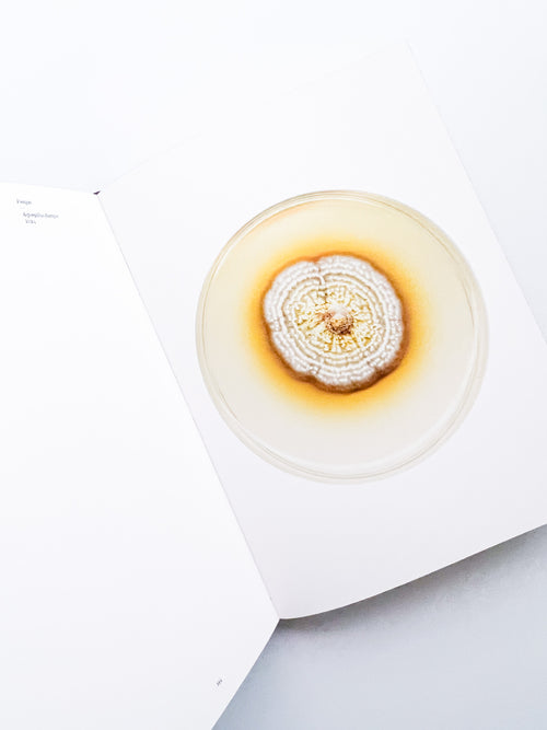 Fungi / Nicolai Howalt