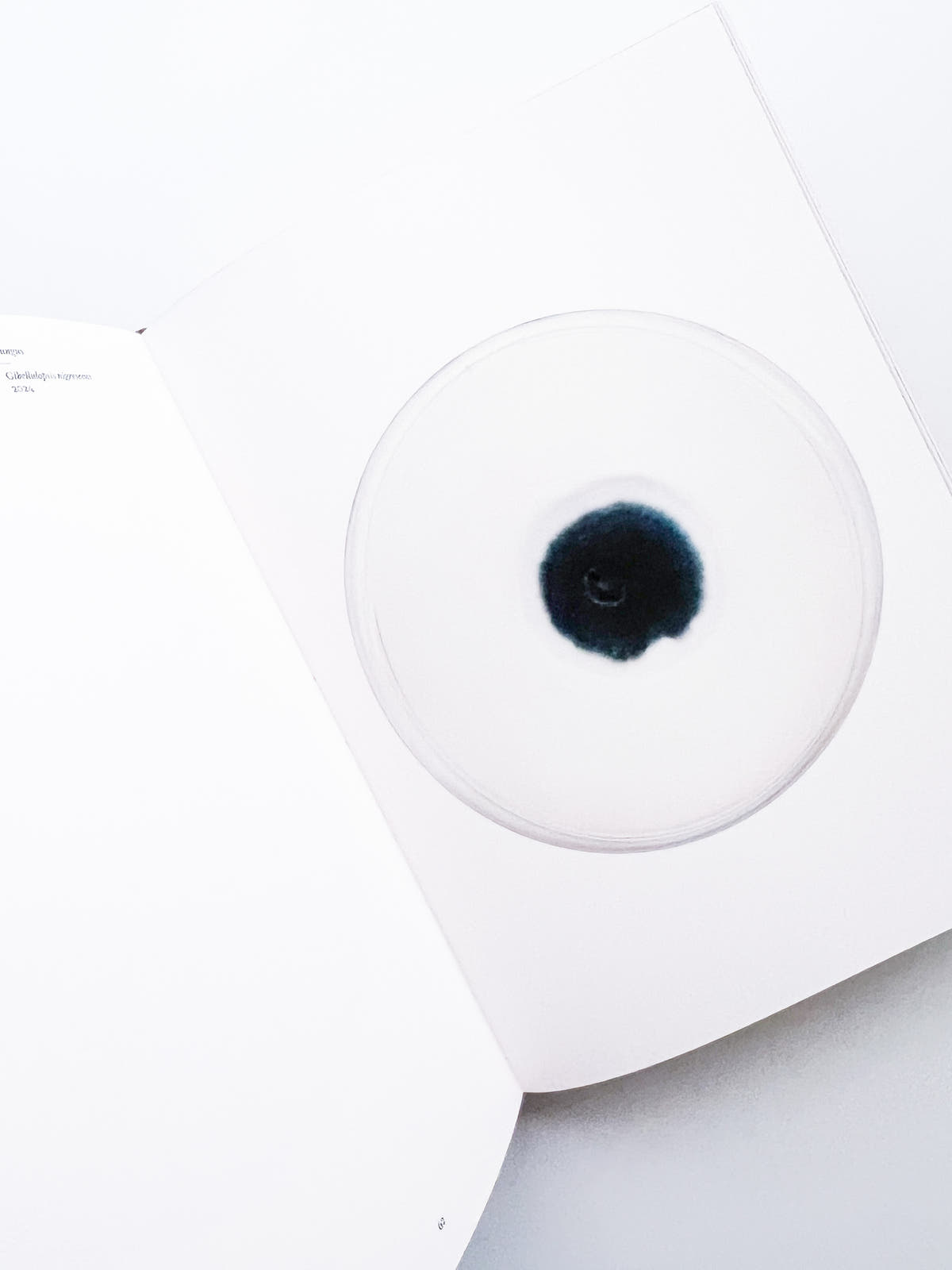 Fungi / Nicolai Howalt