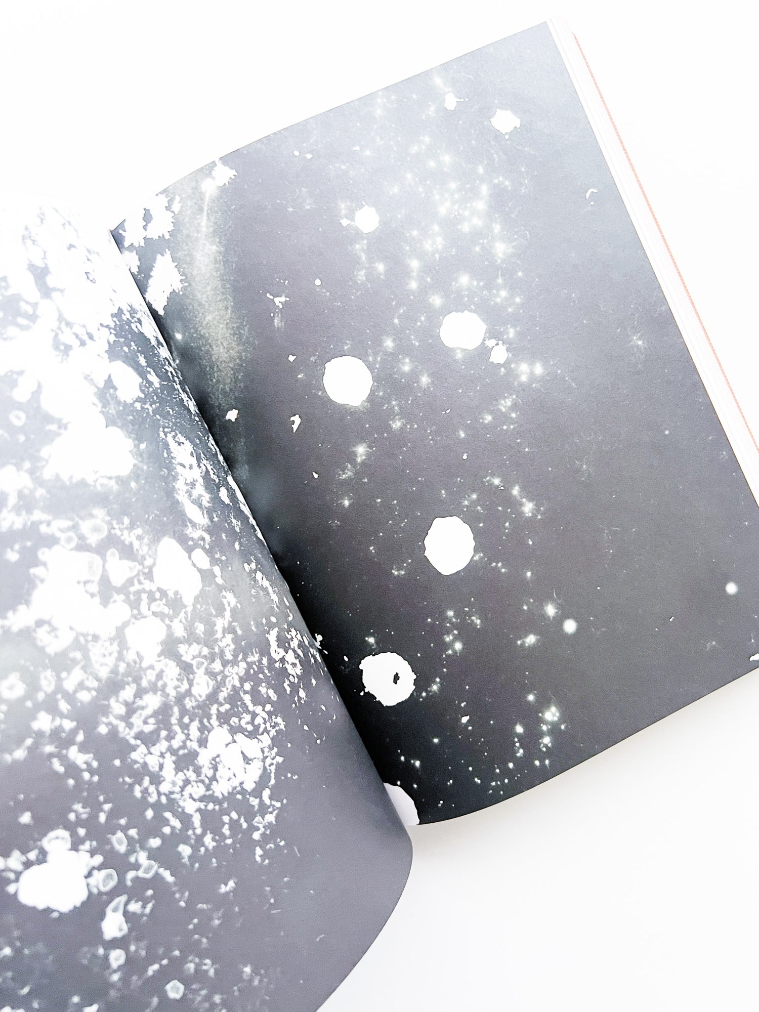 Fungi / Nicolai Howalt