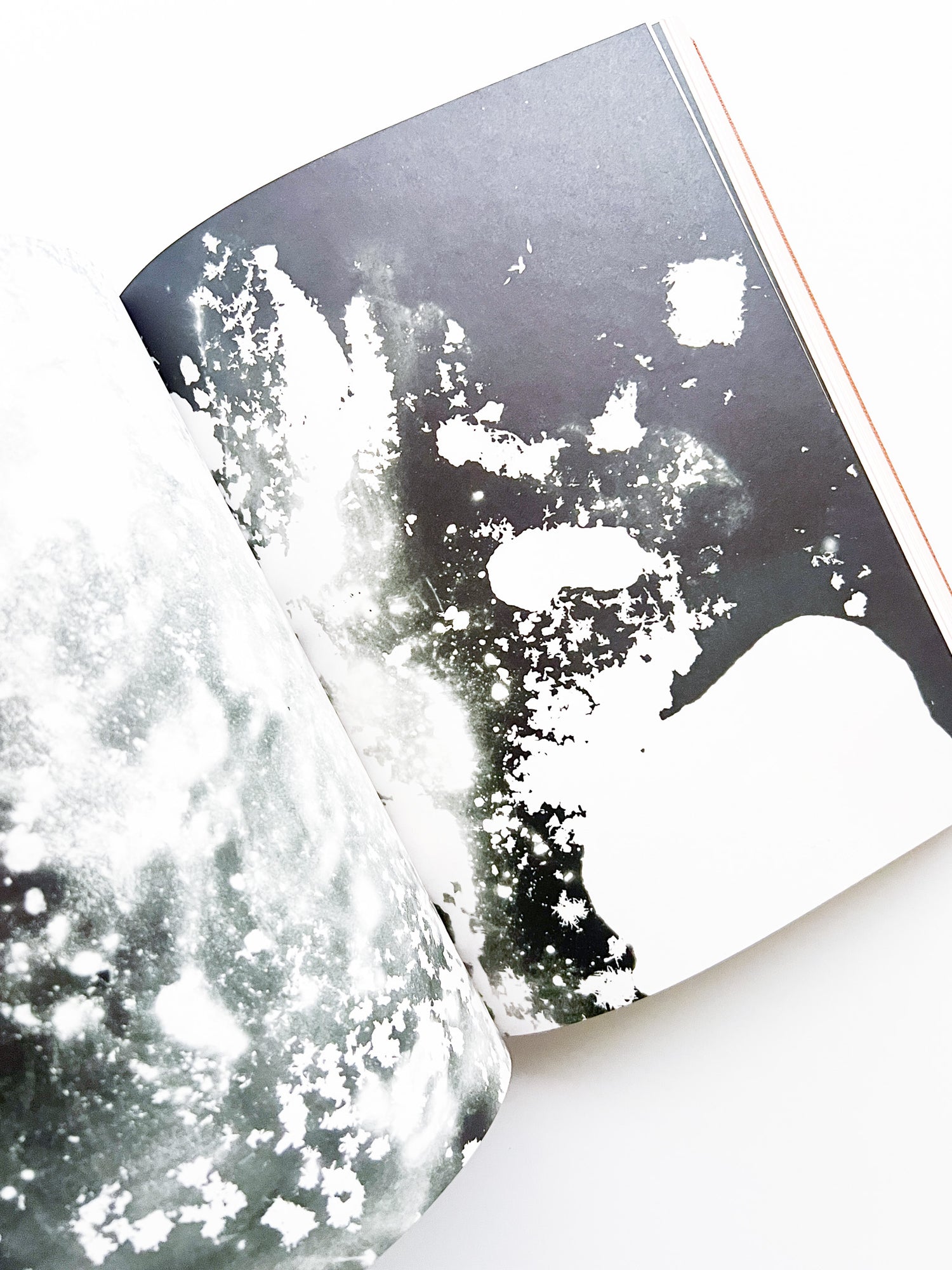 Fungi / Nicolai Howalt