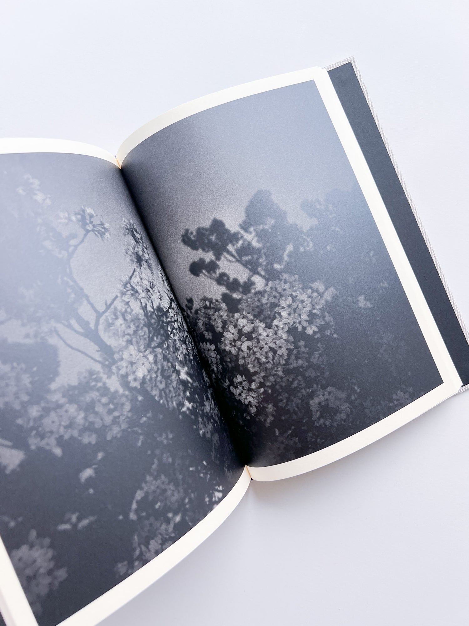 Lirio / Sakiko Nomura [SIGNED]