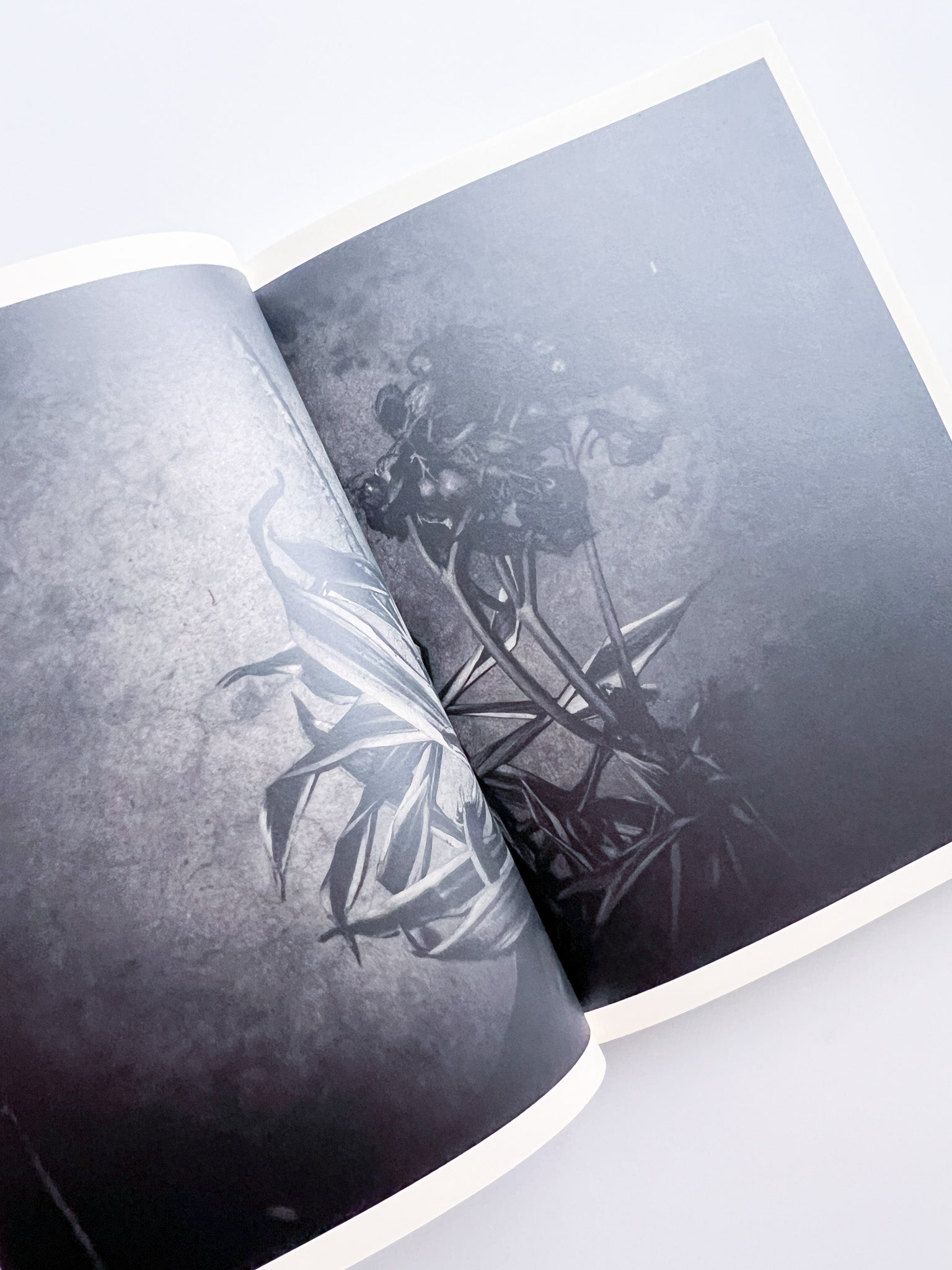 【サイン本】Sakiko Nomura: Lirio / SCAR Edit Lirio / Sakiko Nomura [SIGNED] - 本屋青旗 Ao-Hata Bookstore