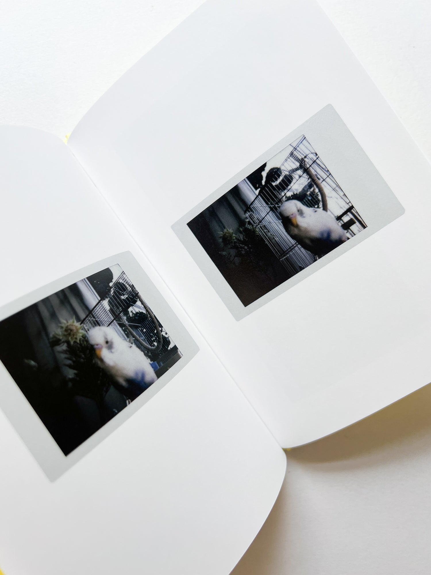 JOBIM / Erika Yoshino [SIGNED]