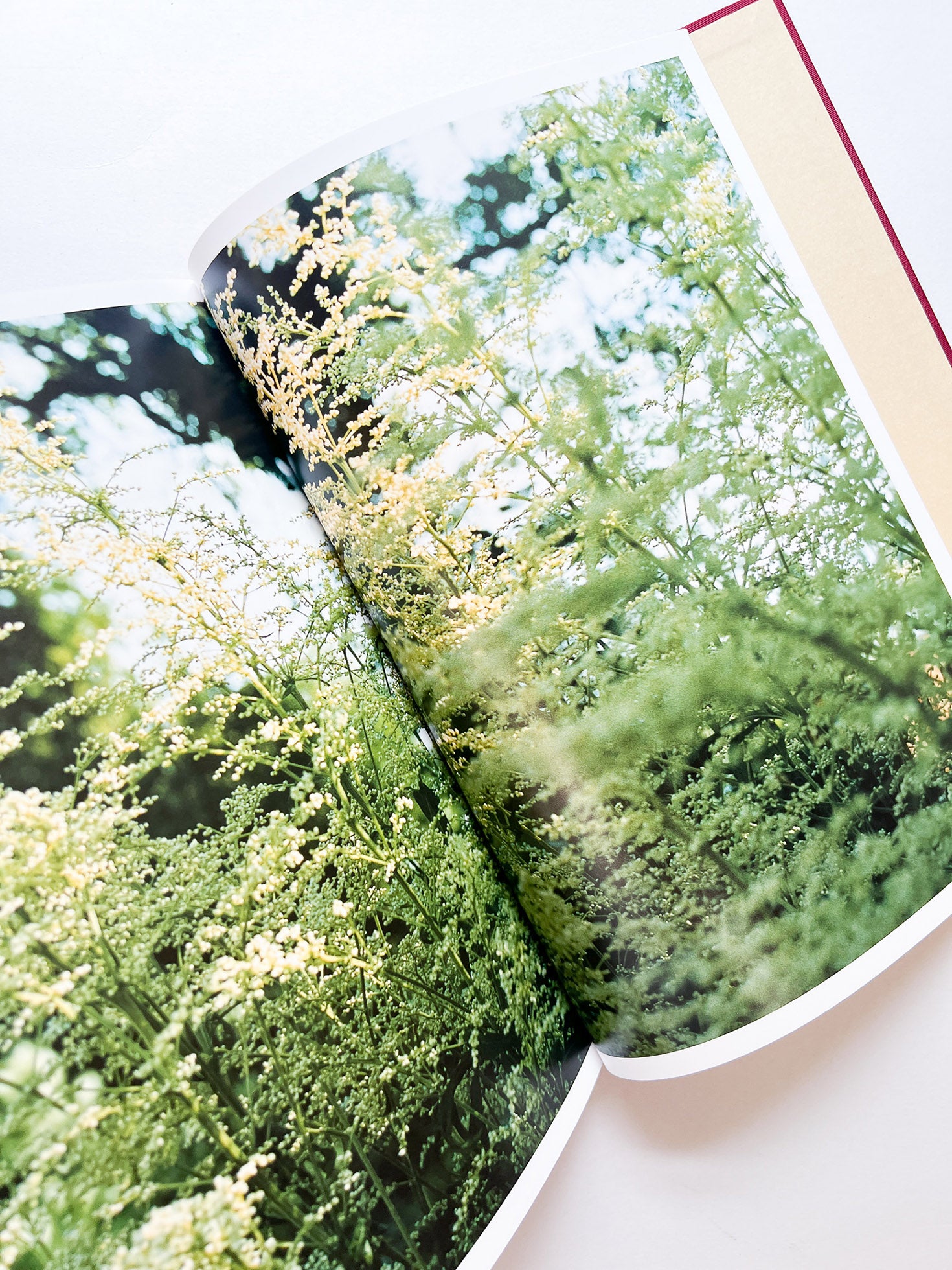 SWISS / Yurie Nagashima - 本屋青旗 Ao-Hata Bookstore