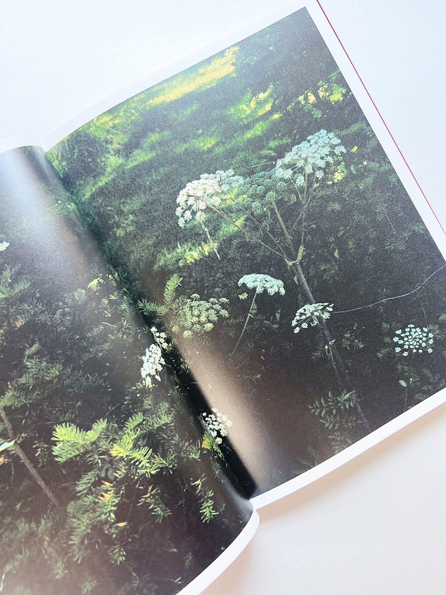 SWISS / Yurie Nagashima - 本屋青旗 Ao-Hata Bookstore