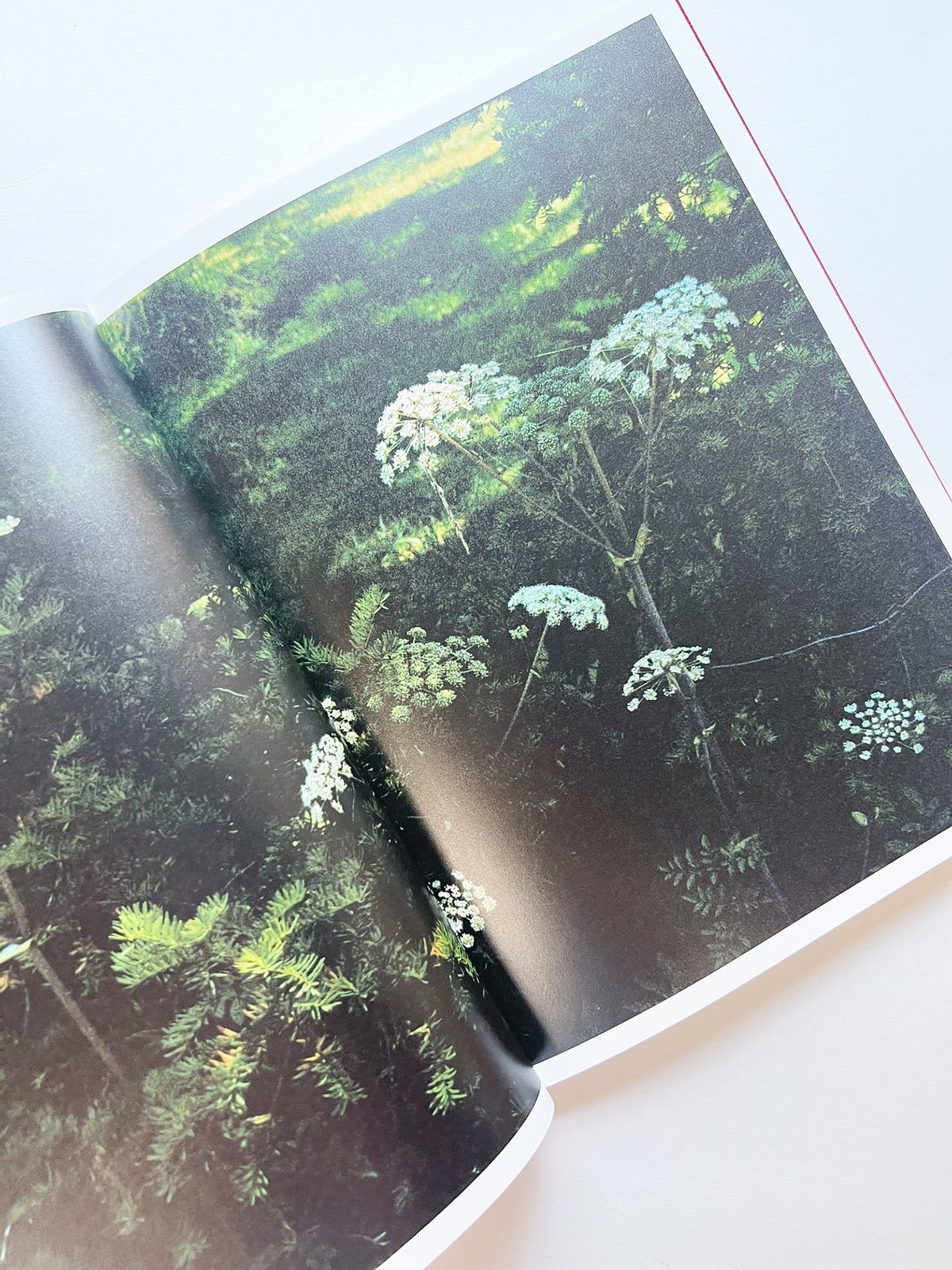 SWISS / Yurie Nagashima