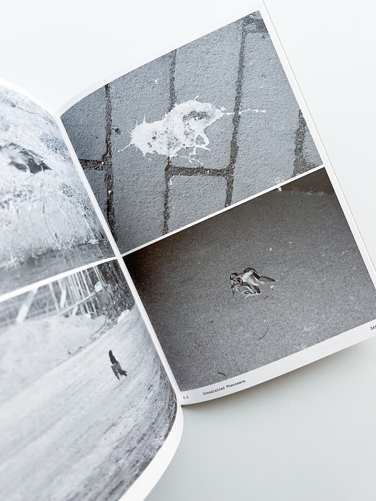 Ornithology (new edition) / Anne Geene & Arjan De Nooy