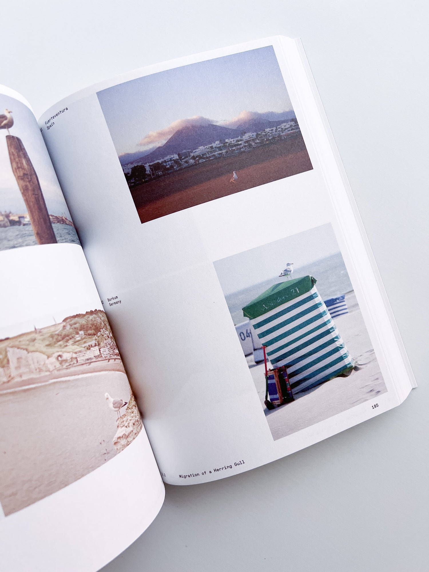 Ornithology (new edition) / Anne Geene & Arjan De Nooy