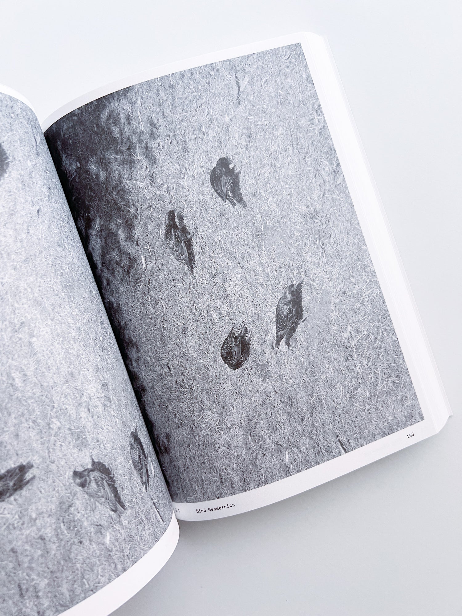 Ornithology (new edition) / Anne Geene & Arjan De Nooy