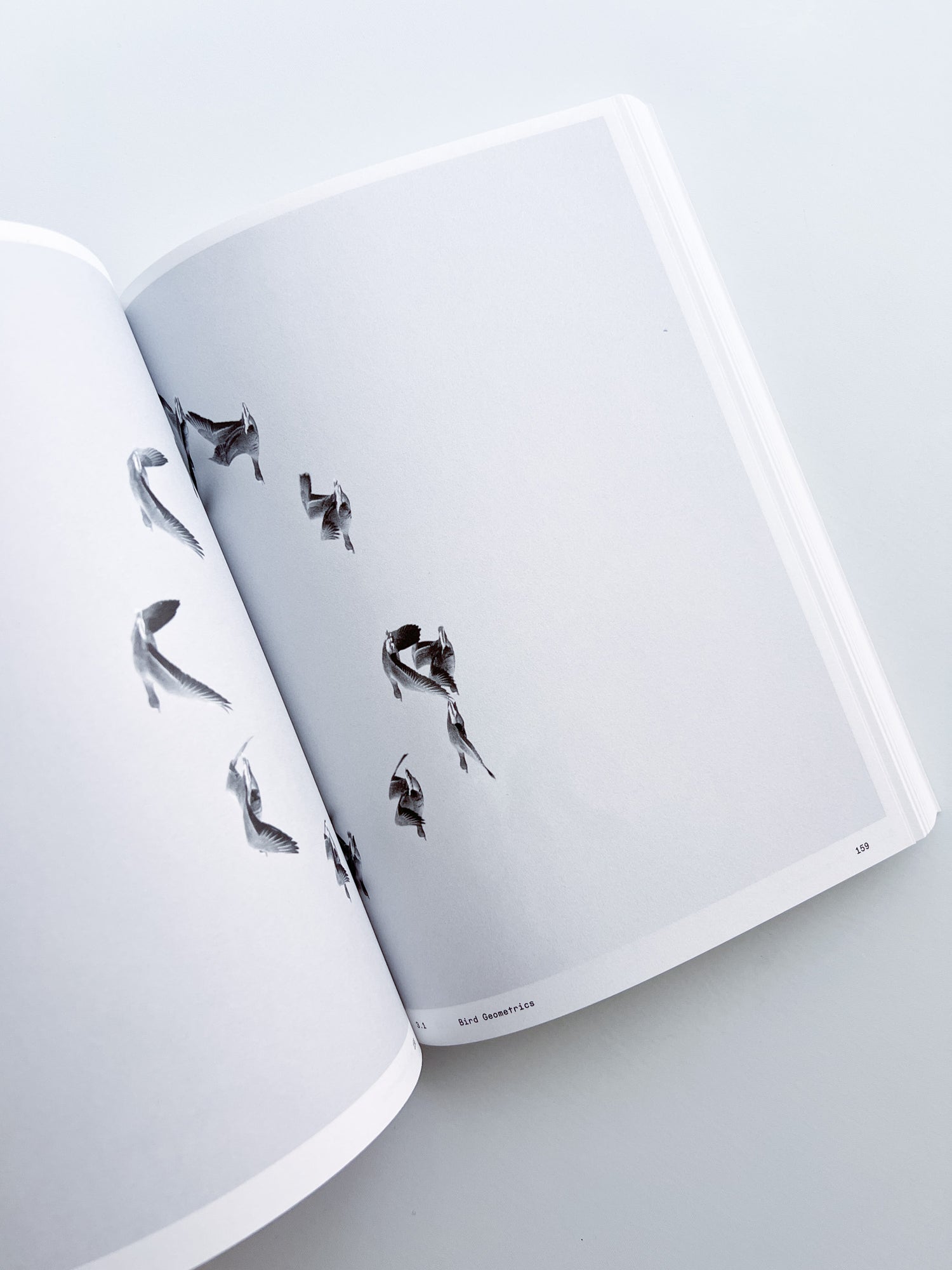 Ornithology (new edition) / Anne Geene & Arjan De Nooy