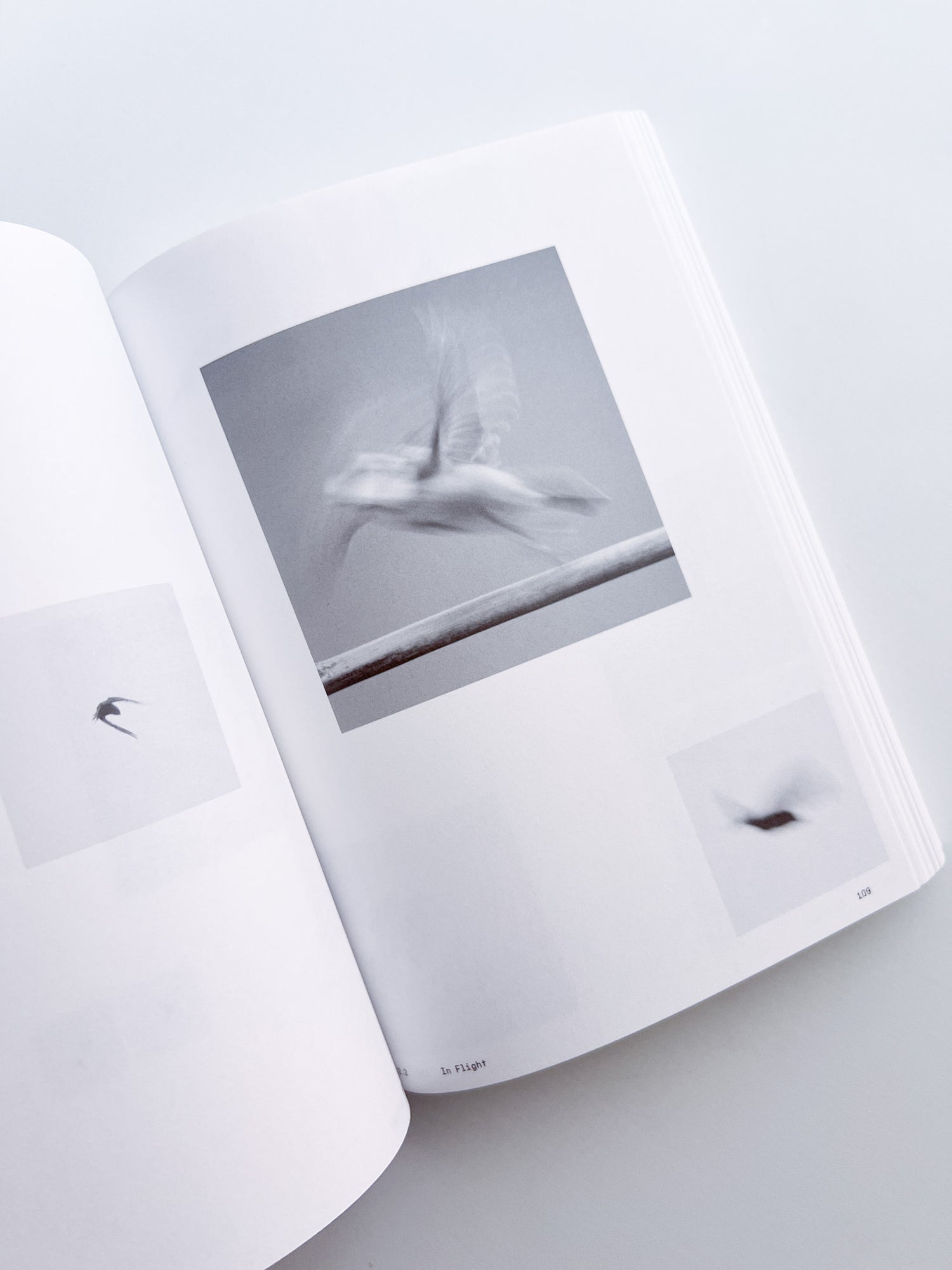 Ornithology (new edition) / Anne Geene & Arjan De Nooy