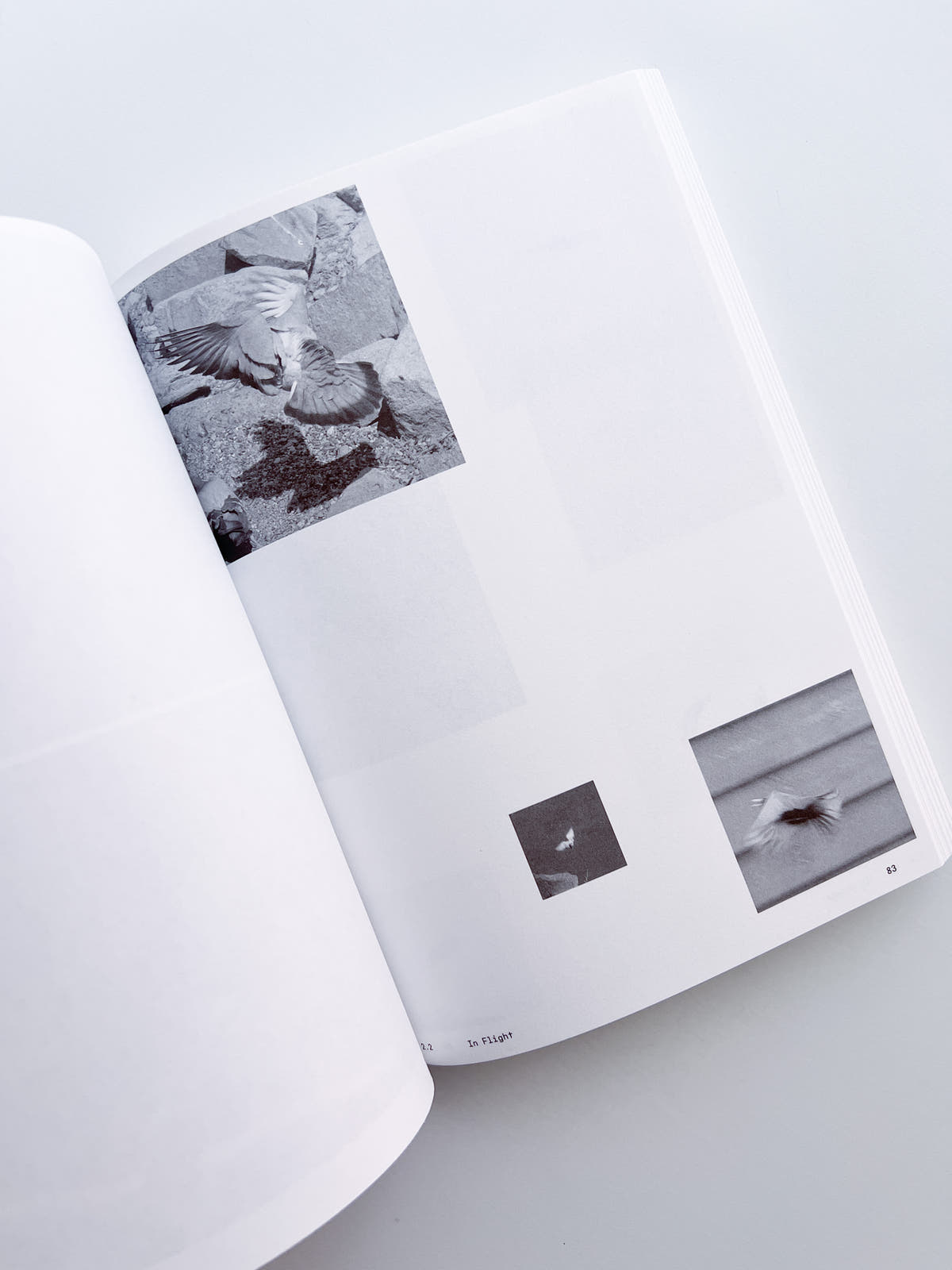 Ornithology (new edition) / Anne Geene & Arjan De Nooy