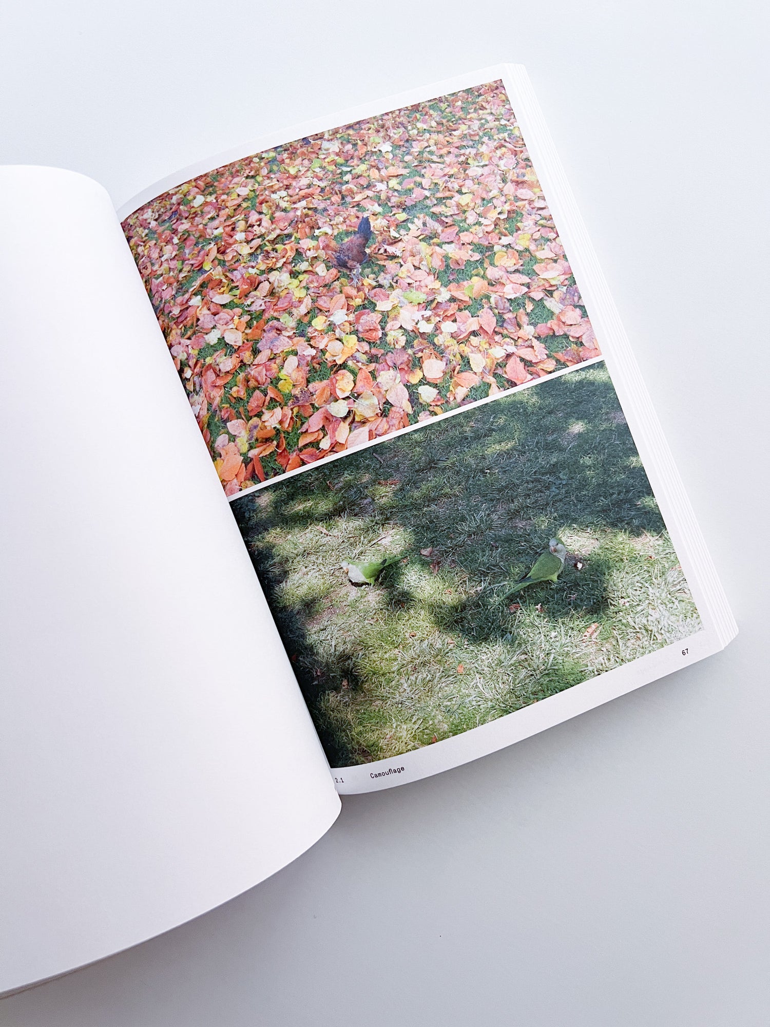 Ornithology (new edition) / Anne Geene & Arjan De Nooy