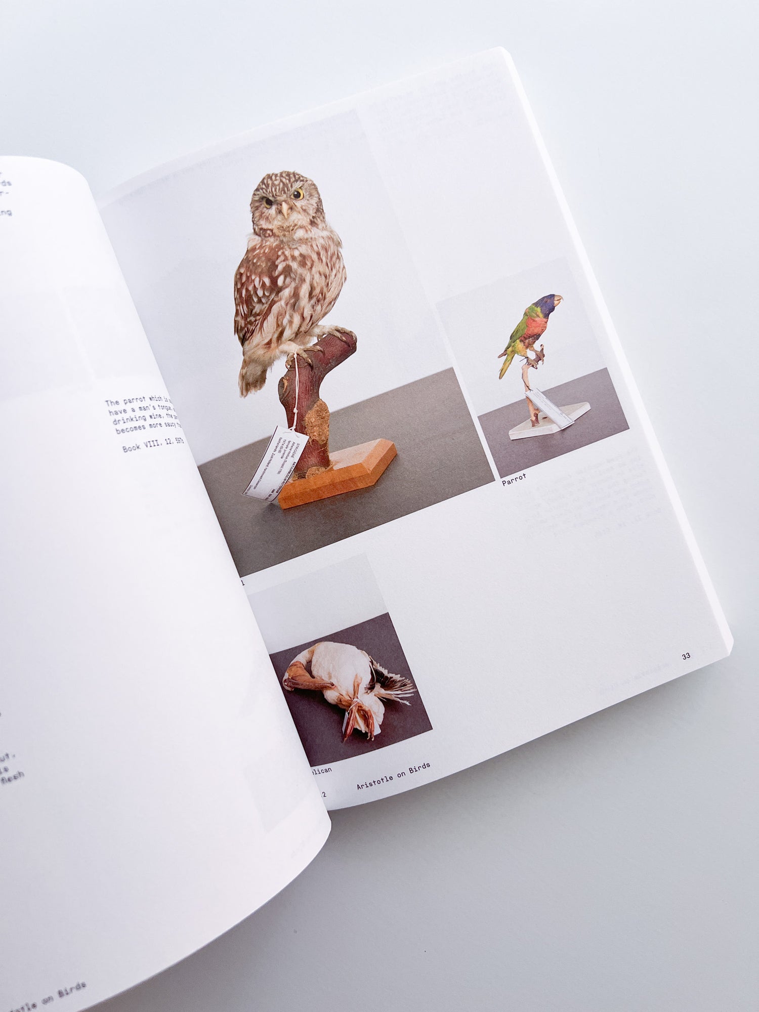 Ornithology (new edition) / Anne Geene & Arjan De Nooy