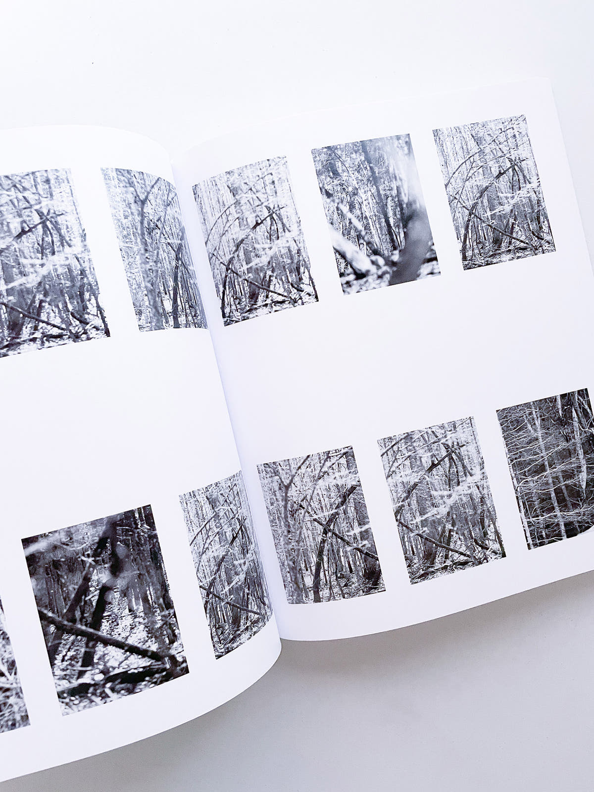 DISTRIBUTION / Daniel Shea [SIGNED]