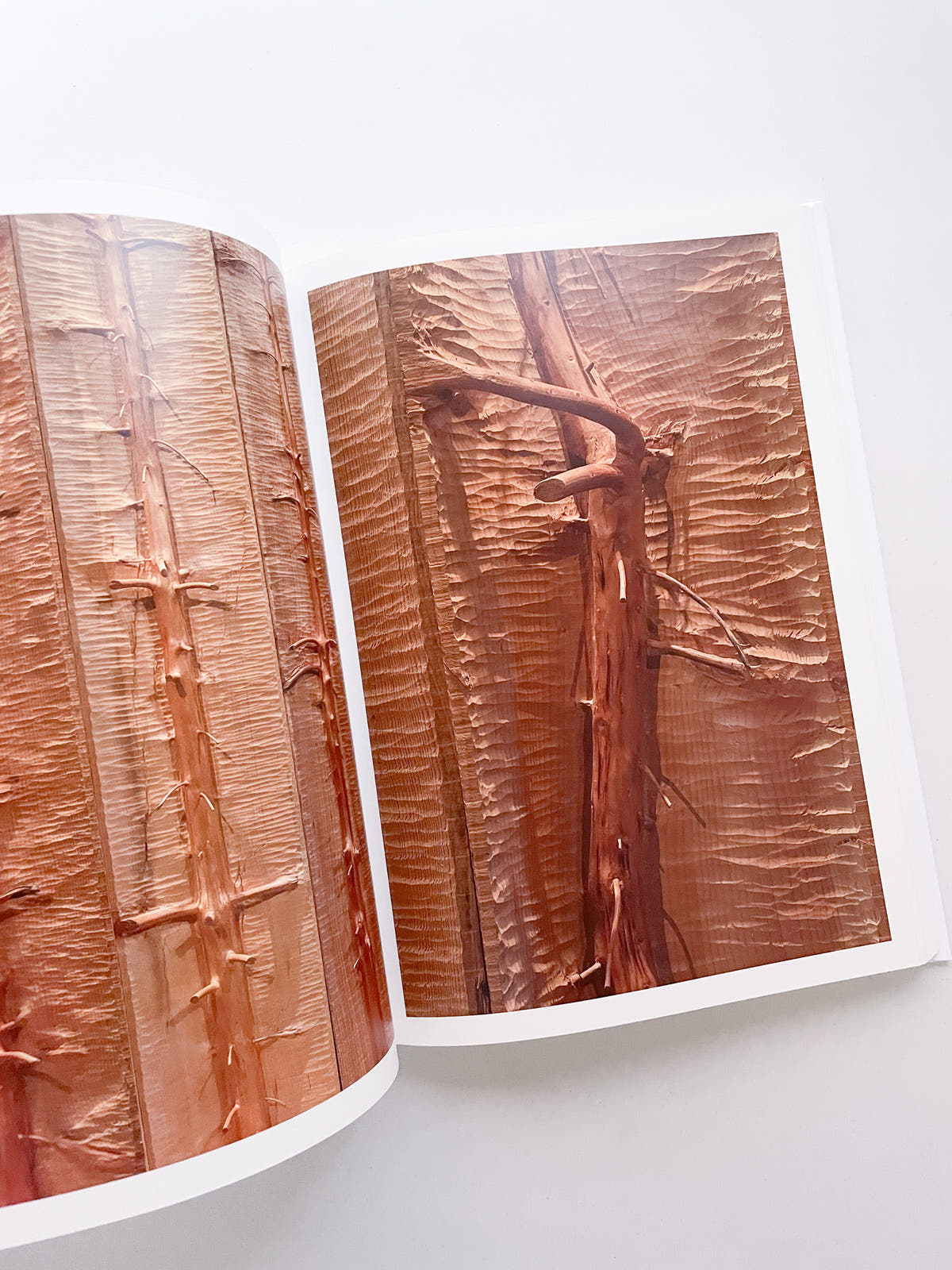 THOUGHTS IN THE ROOTS / Giuseppe Penone