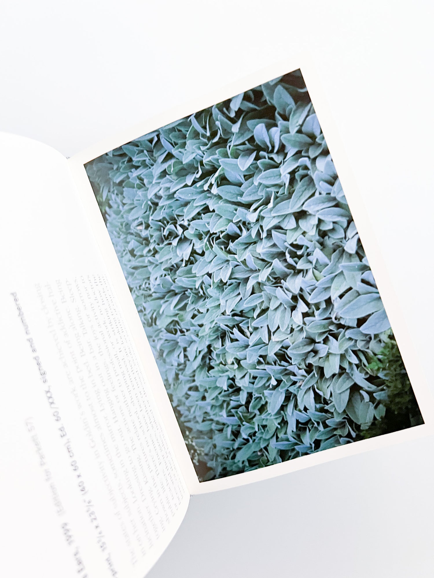 PARKETT COLLABORATIONS & EDITIONS SINCE 1984