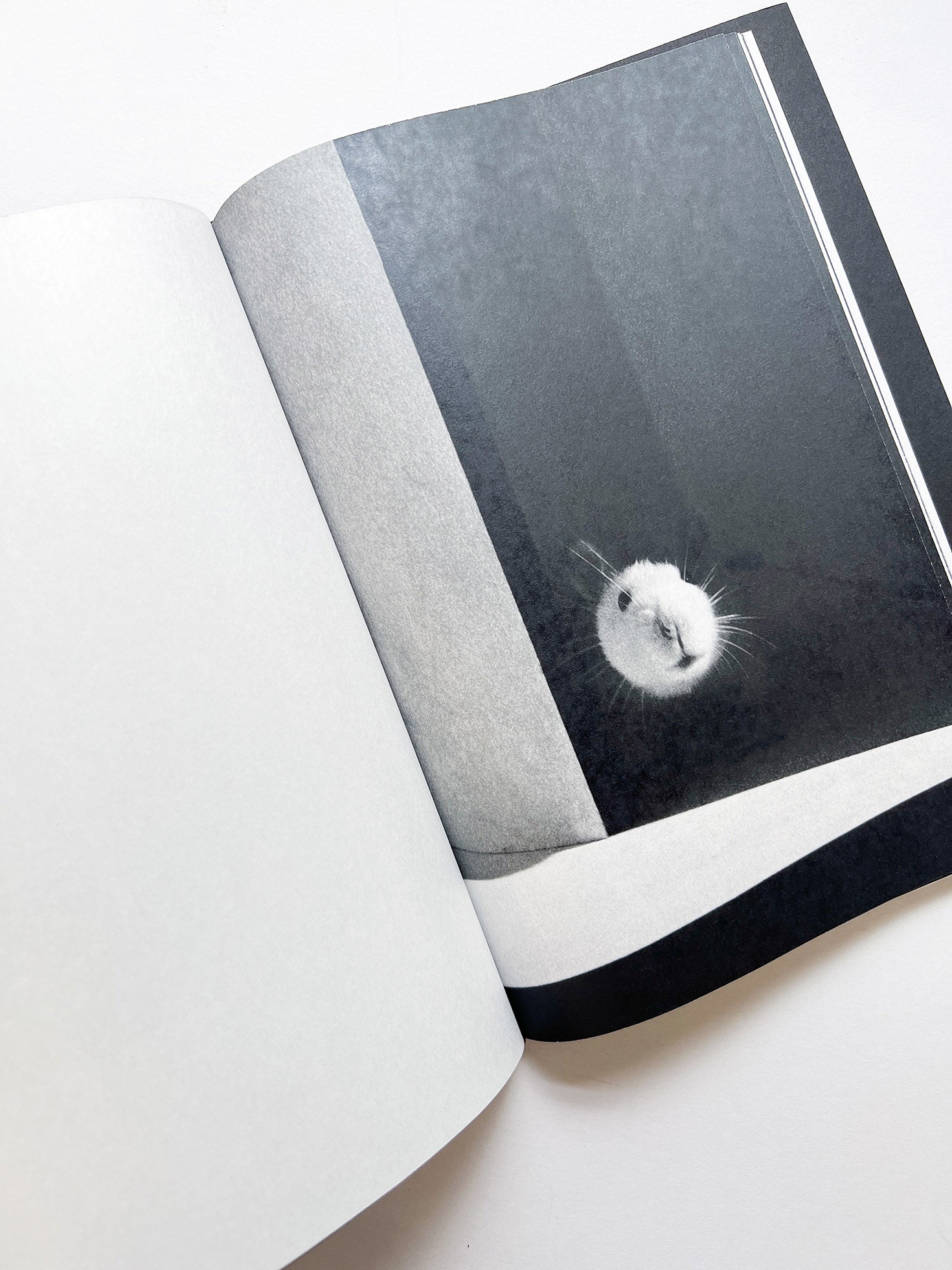 A is for Ant Children's Edition / Jack Davison