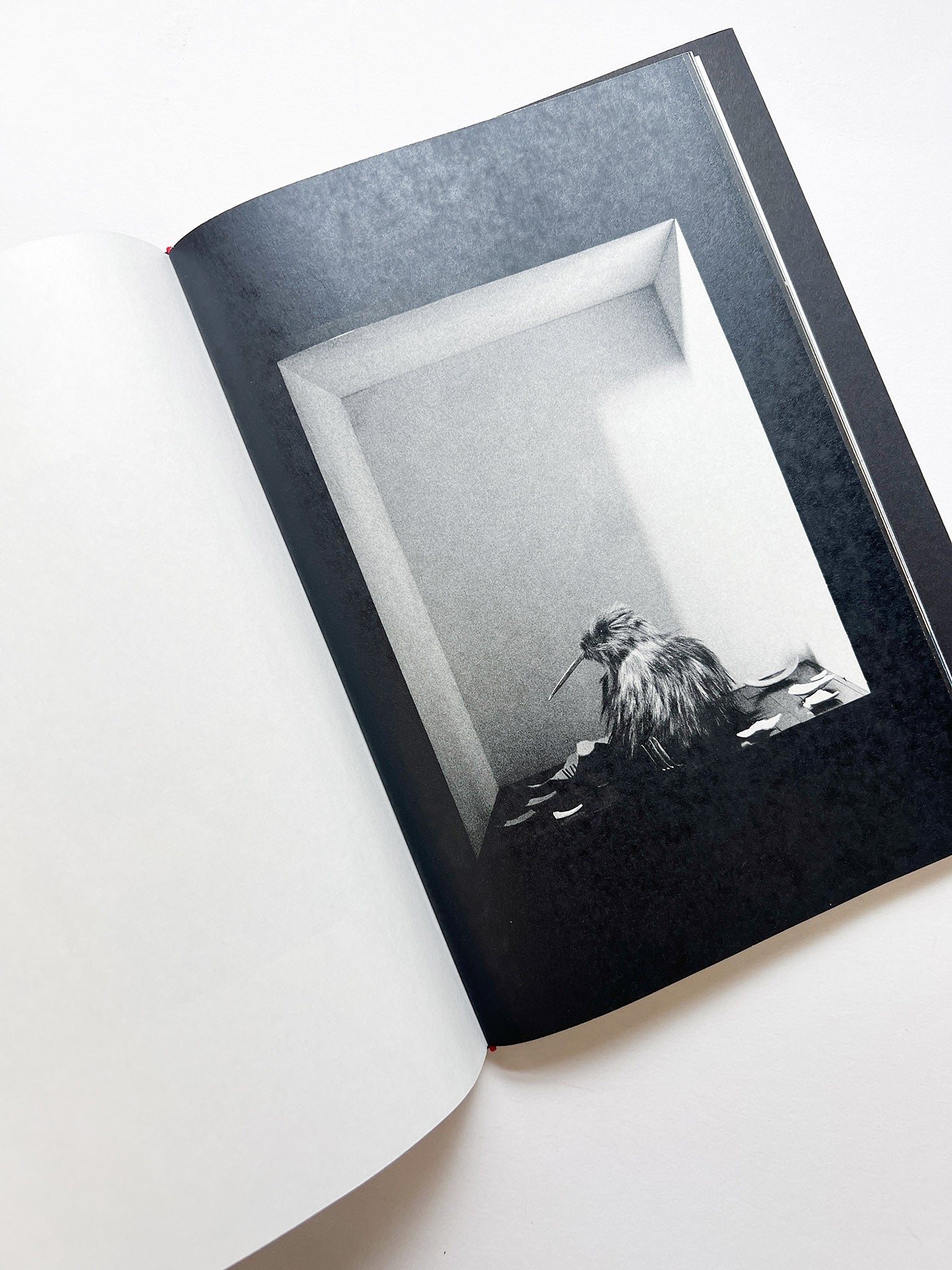 A is for Ant Children's Edition / Jack Davison