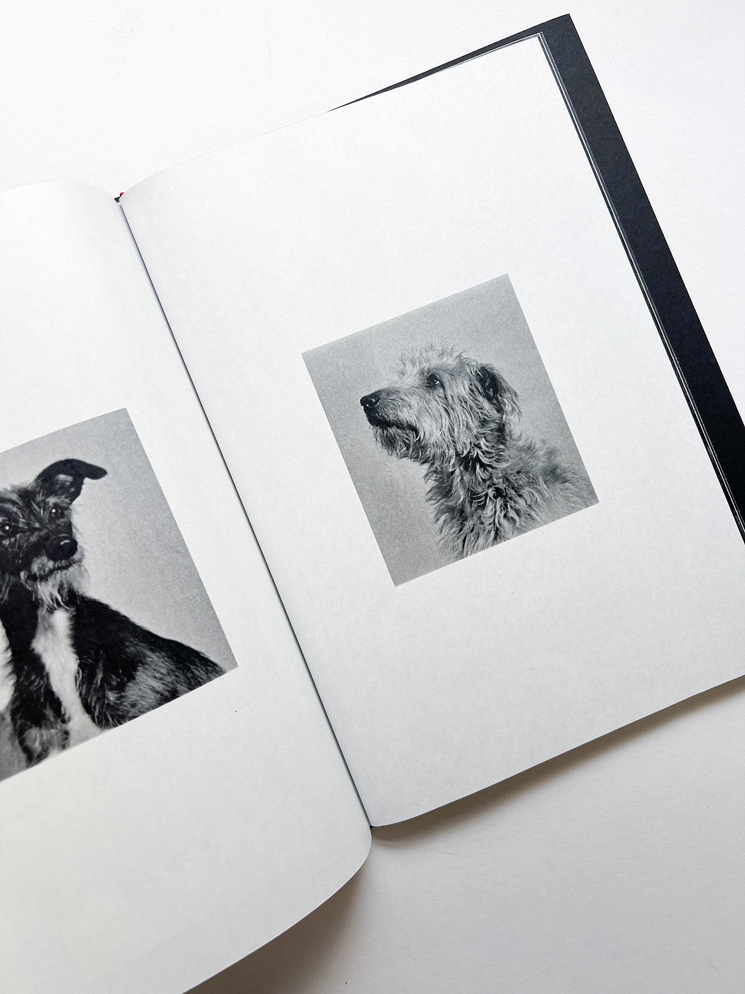 A is for Ant Children's Edition / Jack Davison