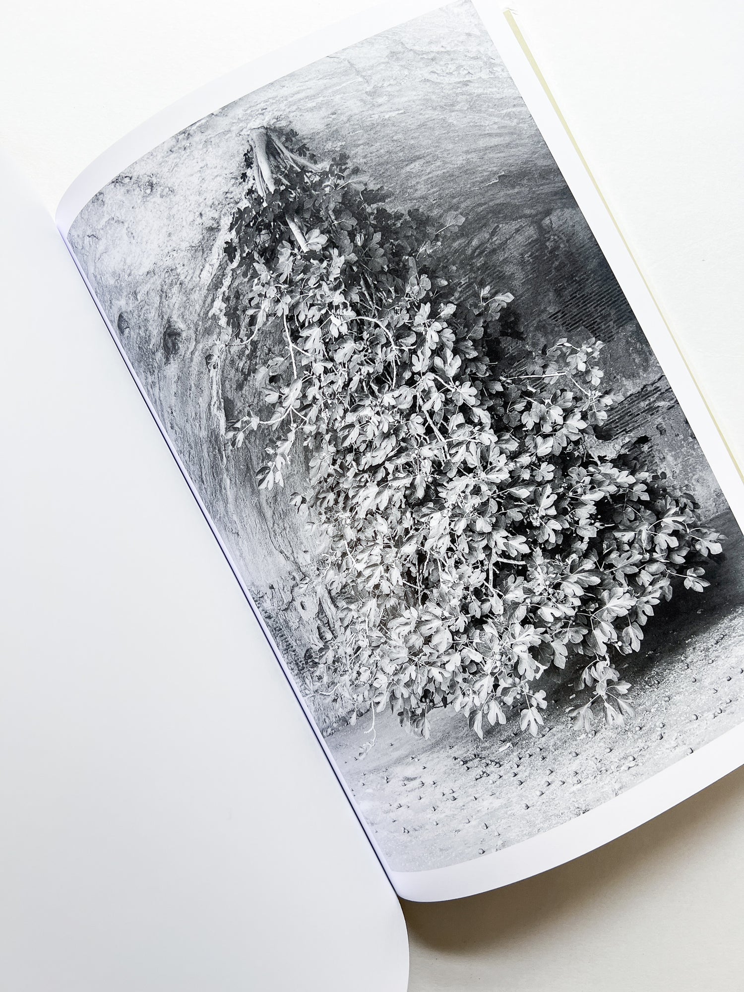 THE PALACE / Mårten Lange [SIGNED]