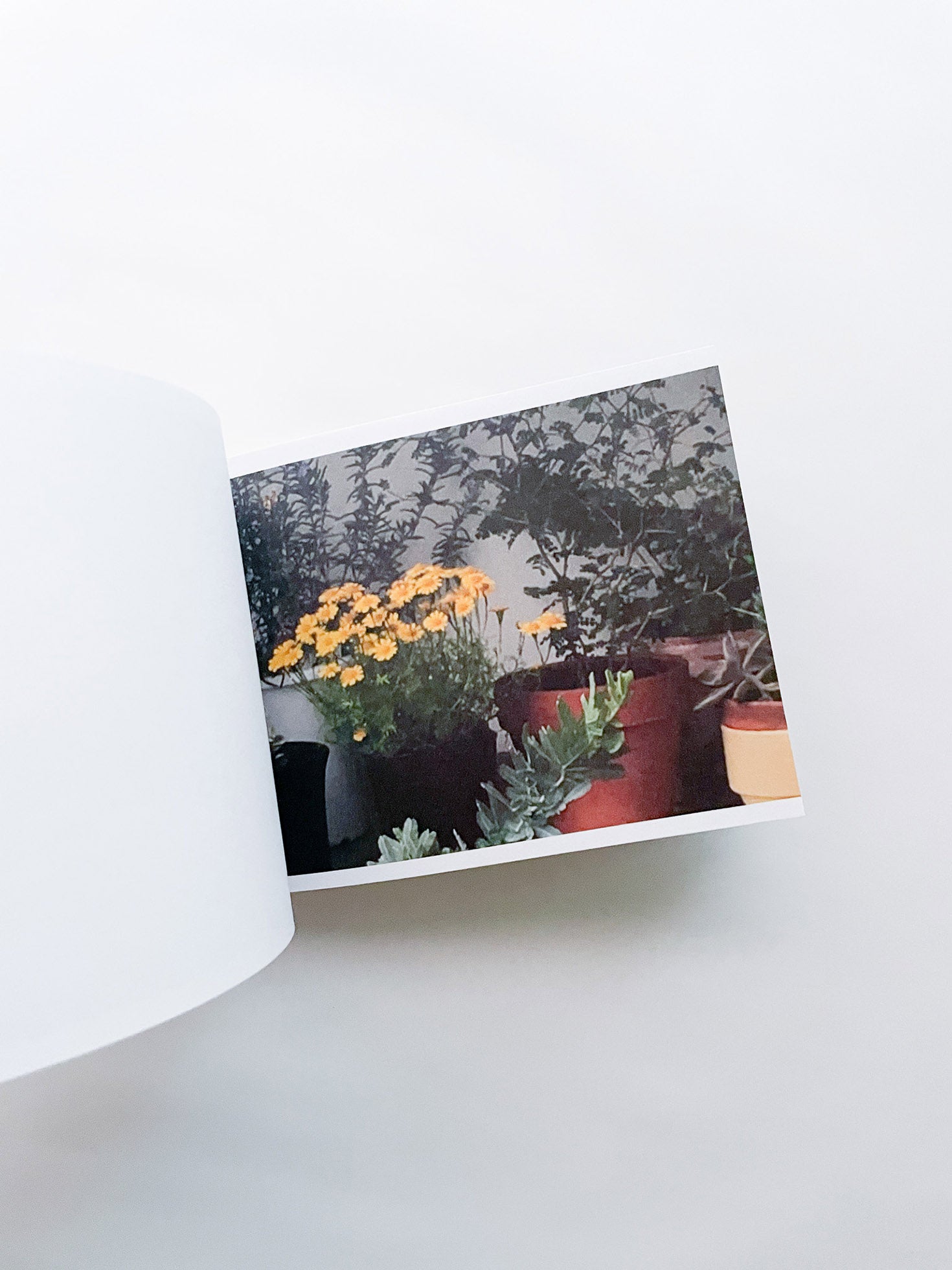 SCREENSHOTS FROM A SERIES OF VIDEOS ABOUT A RICE FIELD AND ITS SURROUNDINGS / Cintia Tortosa Santisteban [SIGNED]