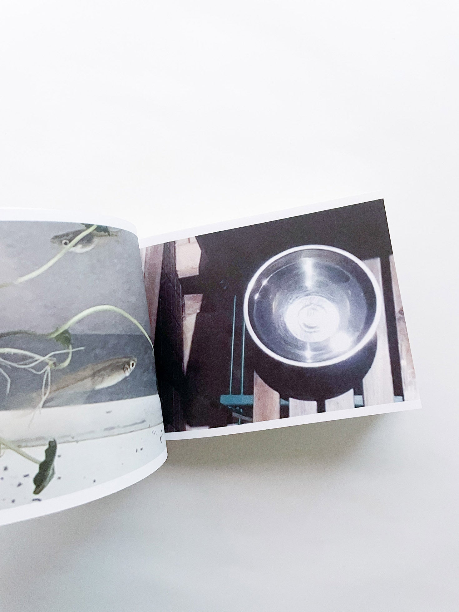 SCREENSHOTS FROM A SERIES OF VIDEOS ABOUT A RICE FIELD AND ITS SURROUNDINGS / Cintia Tortosa Santisteban [SIGNED]