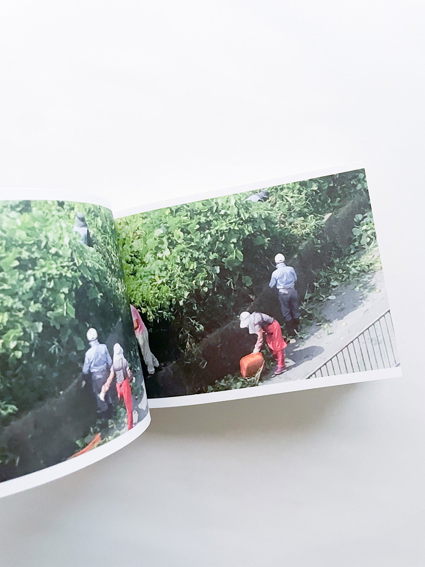 SCREENSHOTS FROM A SERIES OF VIDEOS ABOUT A RICE FIELD AND ITS SURROUNDINGS / Cintia Tortosa Santisteban [SIGNED]