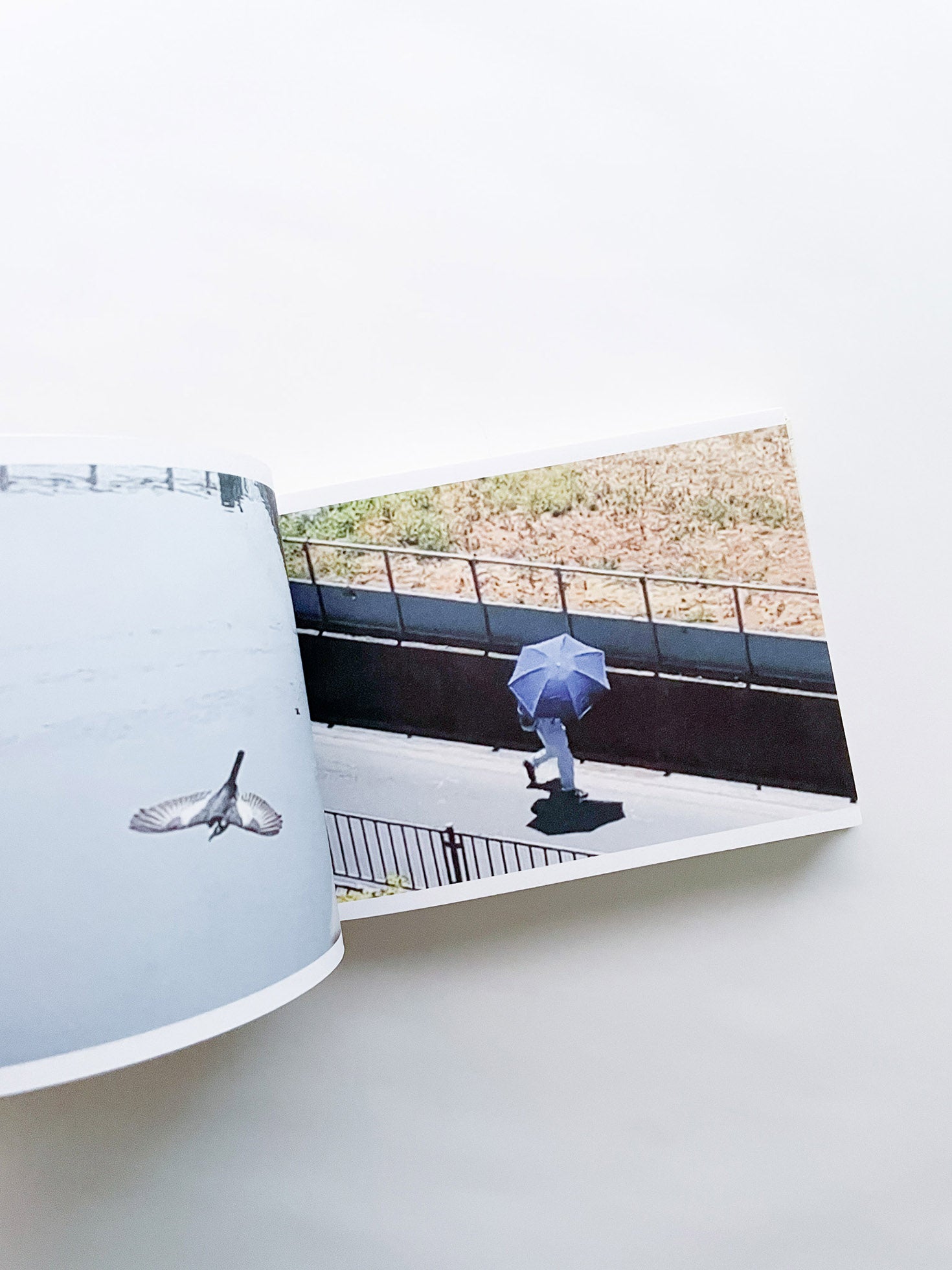 SCREENSHOTS FROM A SERIES OF VIDEOS ABOUT A RICE FIELD AND ITS SURROUNDINGS / Cintia Tortosa Santisteban [SIGNED]