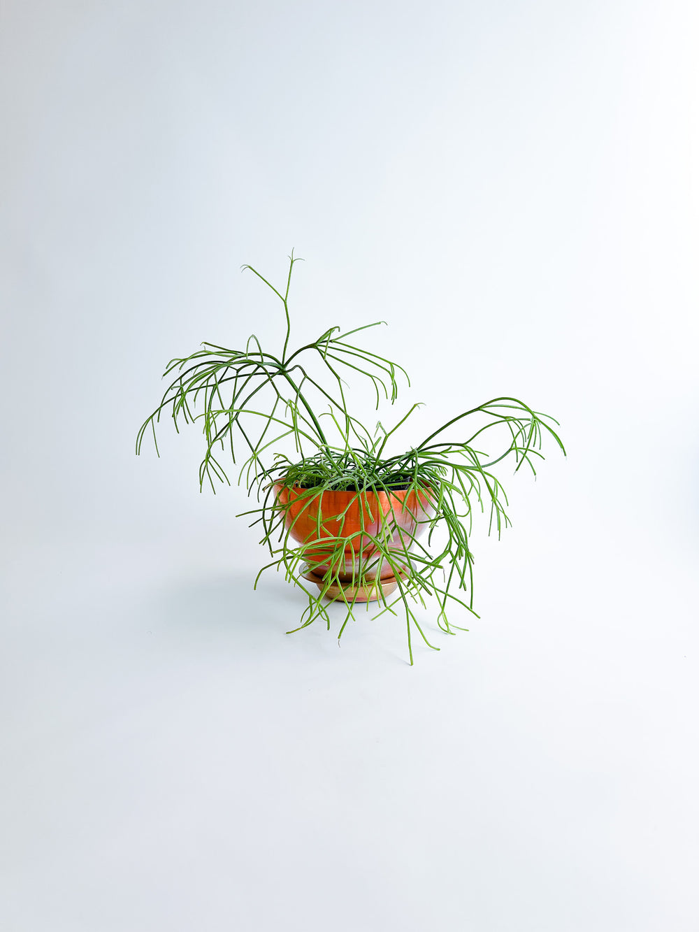 copper pot　TYPE #1〈copper〉