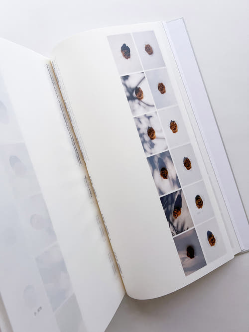 THE BOOK OF HOURS / Frida Escobedo