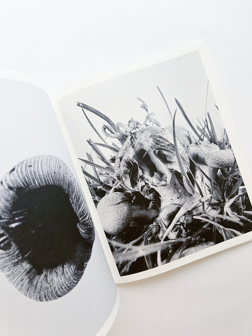 Fruiting Bodies / Ying Ang