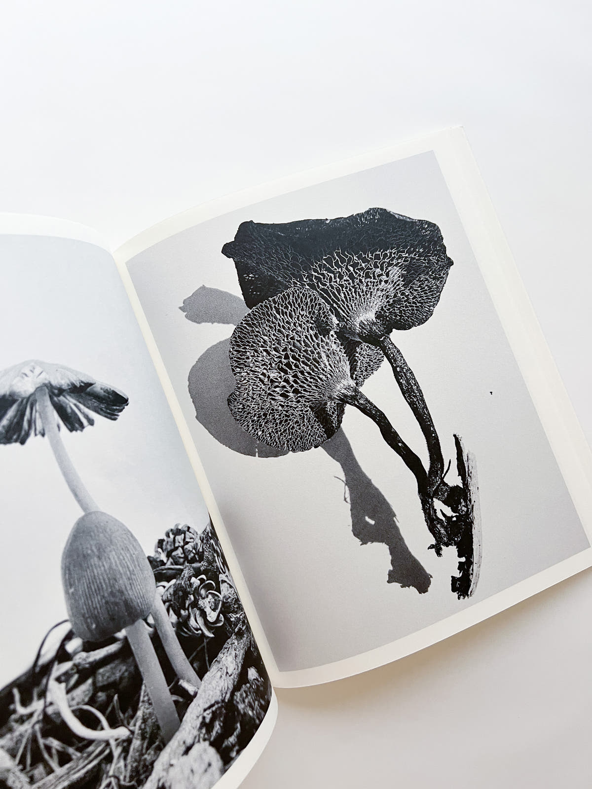 Fruiting Bodies / Ying Ang