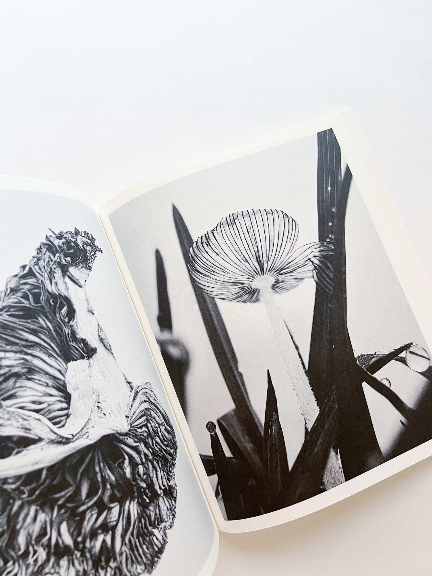 Fruiting Bodies / Ying Ang