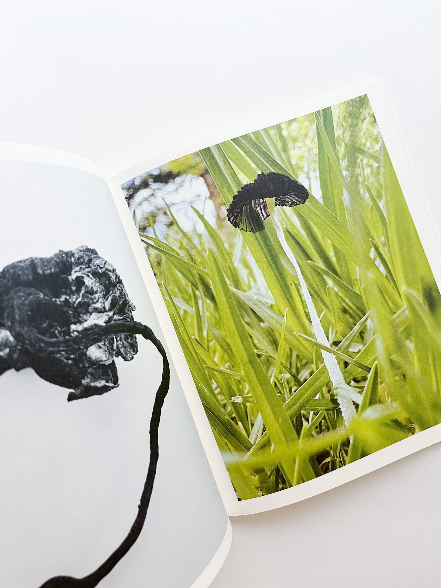 Fruiting Bodies / Ying Ang