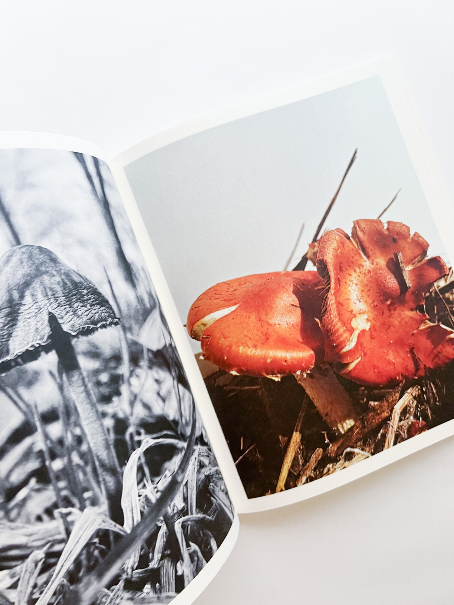 Fruiting Bodies / Ying Ang