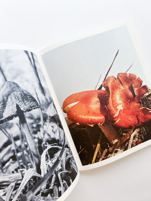 Fruiting Bodies / Ying Ang