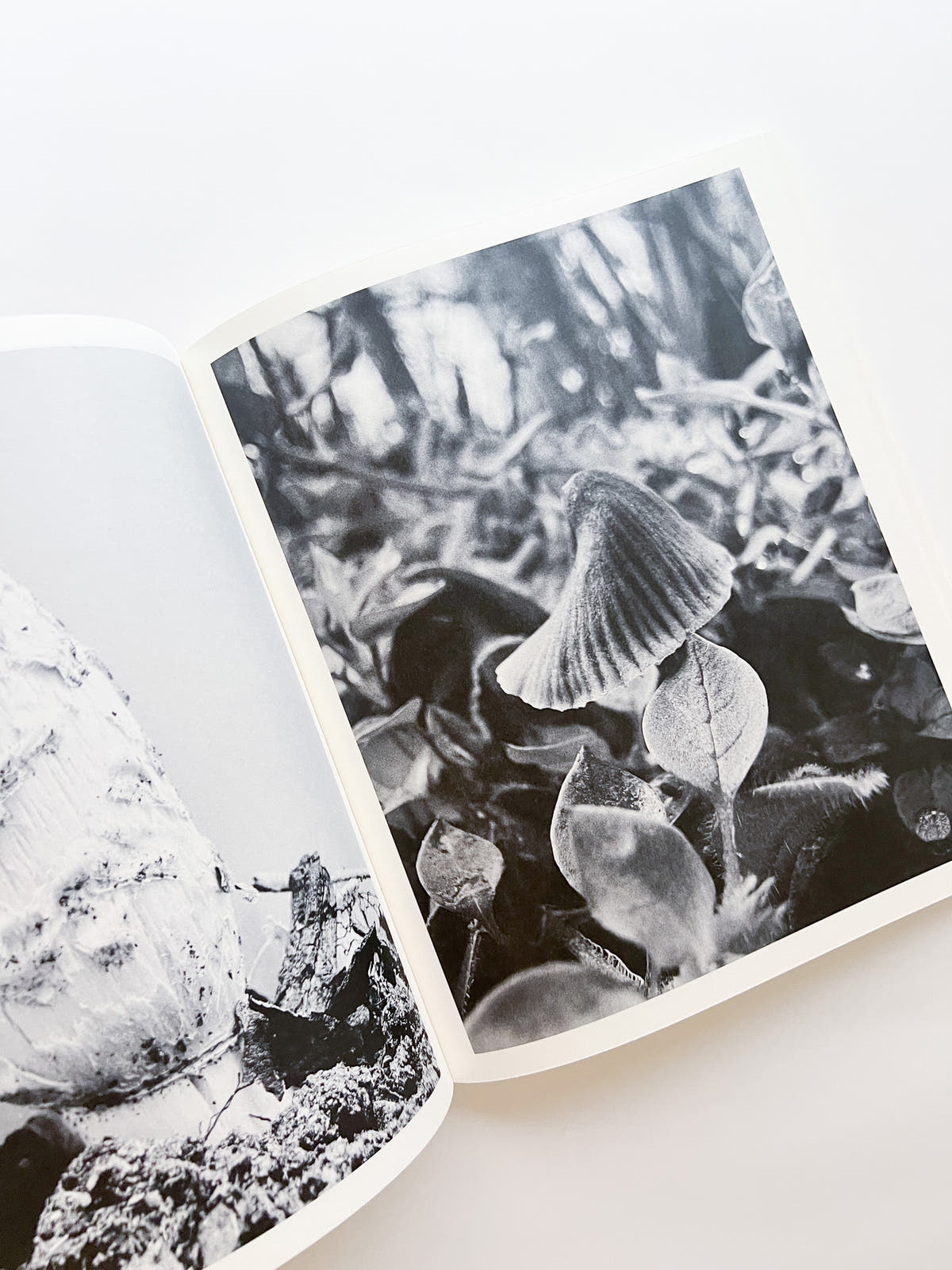 Fruiting Bodies / Ying Ang