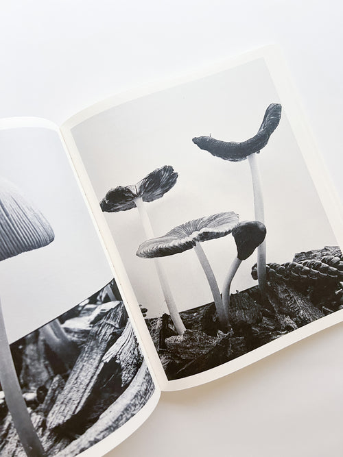 Fruiting Bodies / Ying Ang