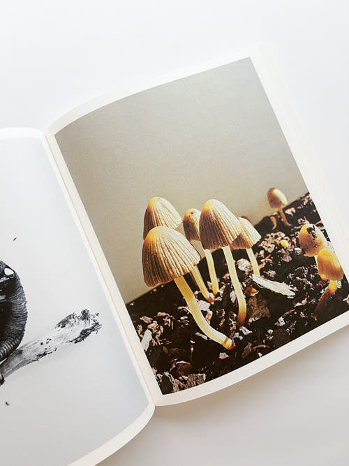 Fruiting Bodies / Ying Ang