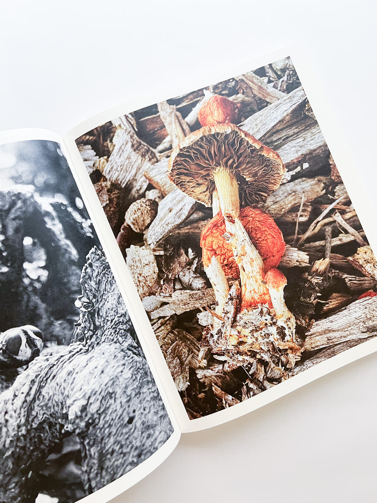 Fruiting Bodies / Ying Ang